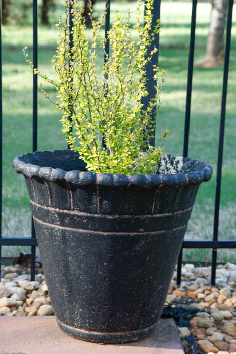 Grouping of Outdoor Planters