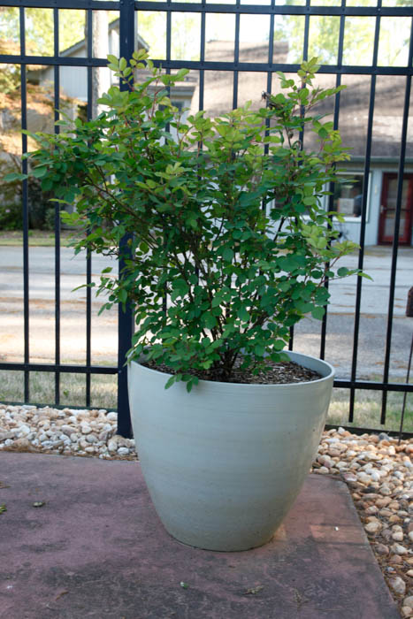 Grouping of Outdoor Planters