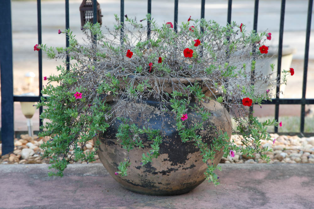 Grouping of Outdoor Planters