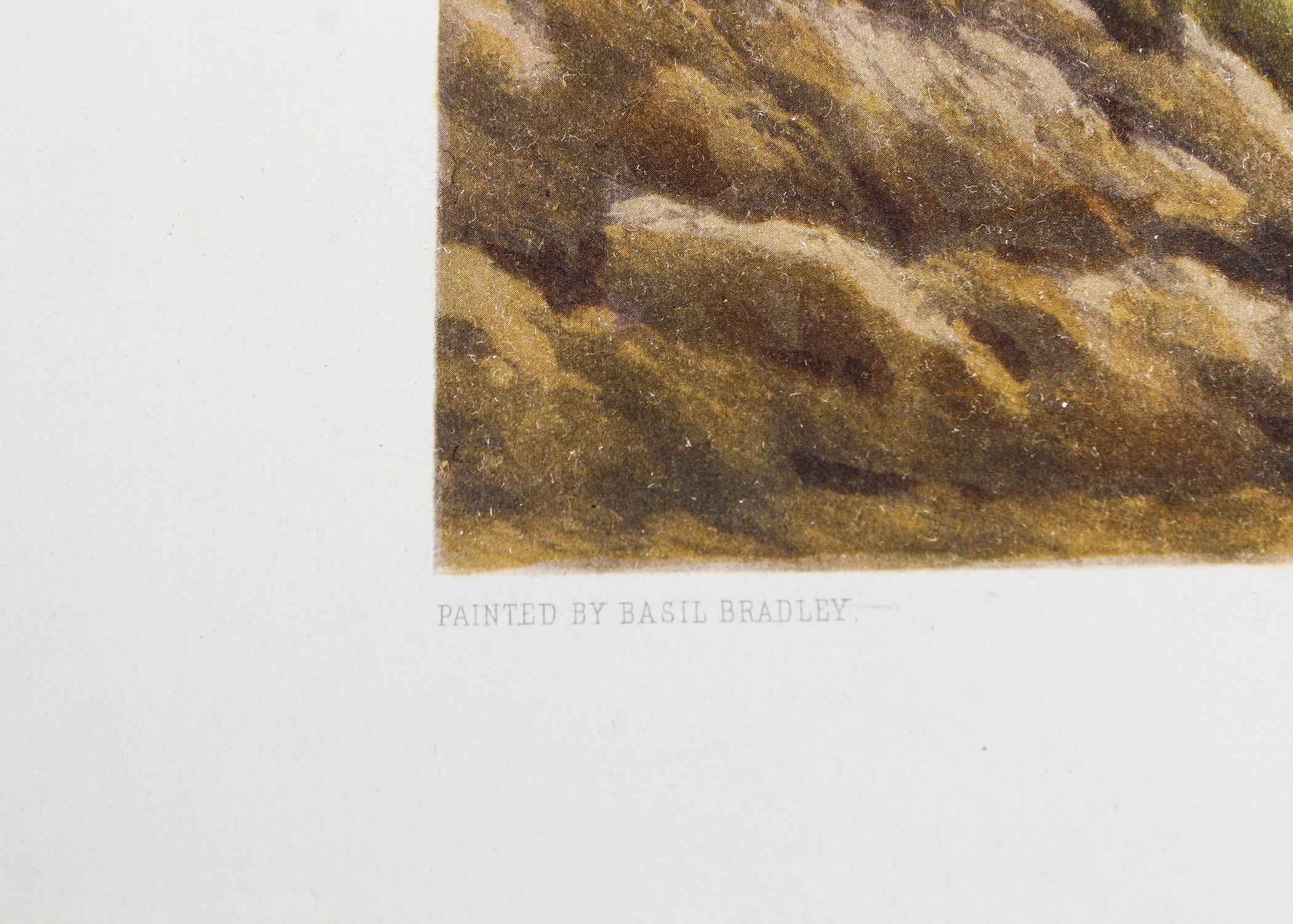 Engraving Titled "Grouse Shooting" by Basil Bradley