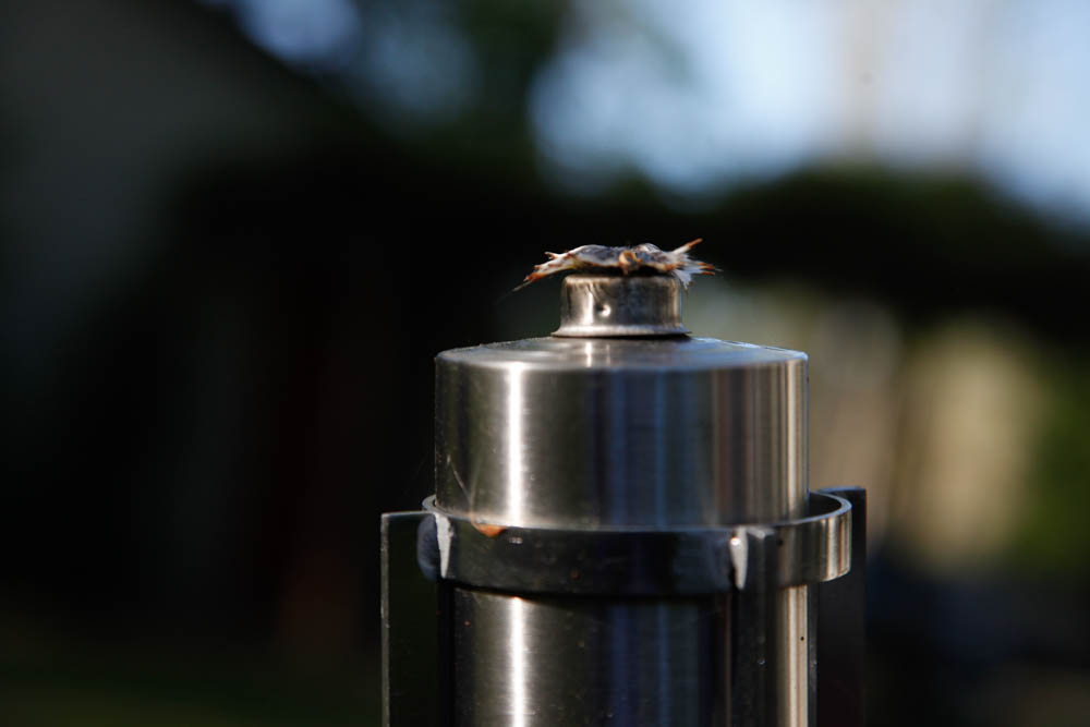 Grouping of Garden Oil Lamps