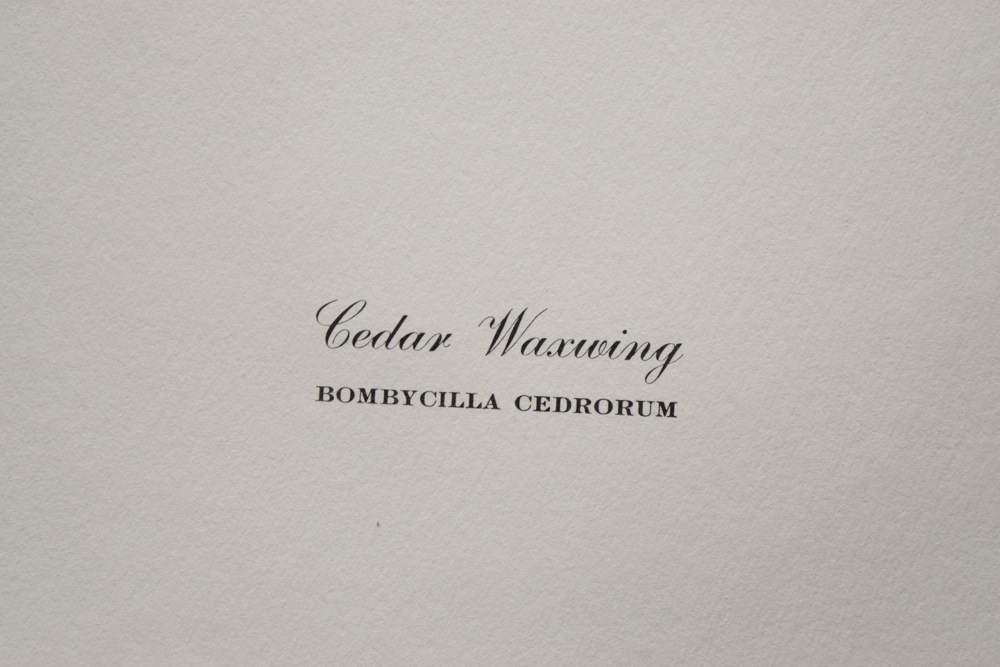 Signed Ray Harm Cedar Waxwing Offset Lithograph