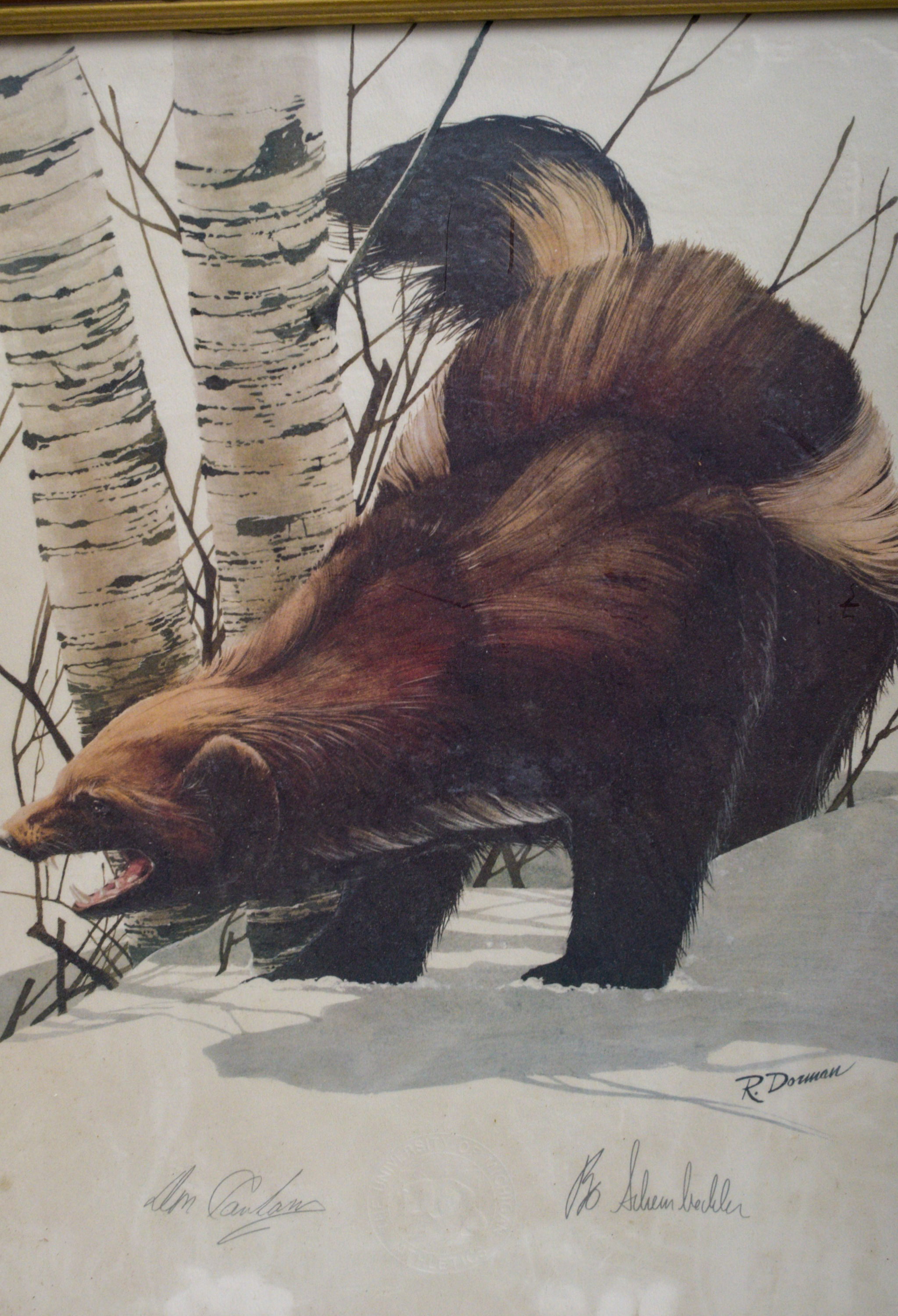 University of Michigan Print of Wolverine, Signed by Head Coach