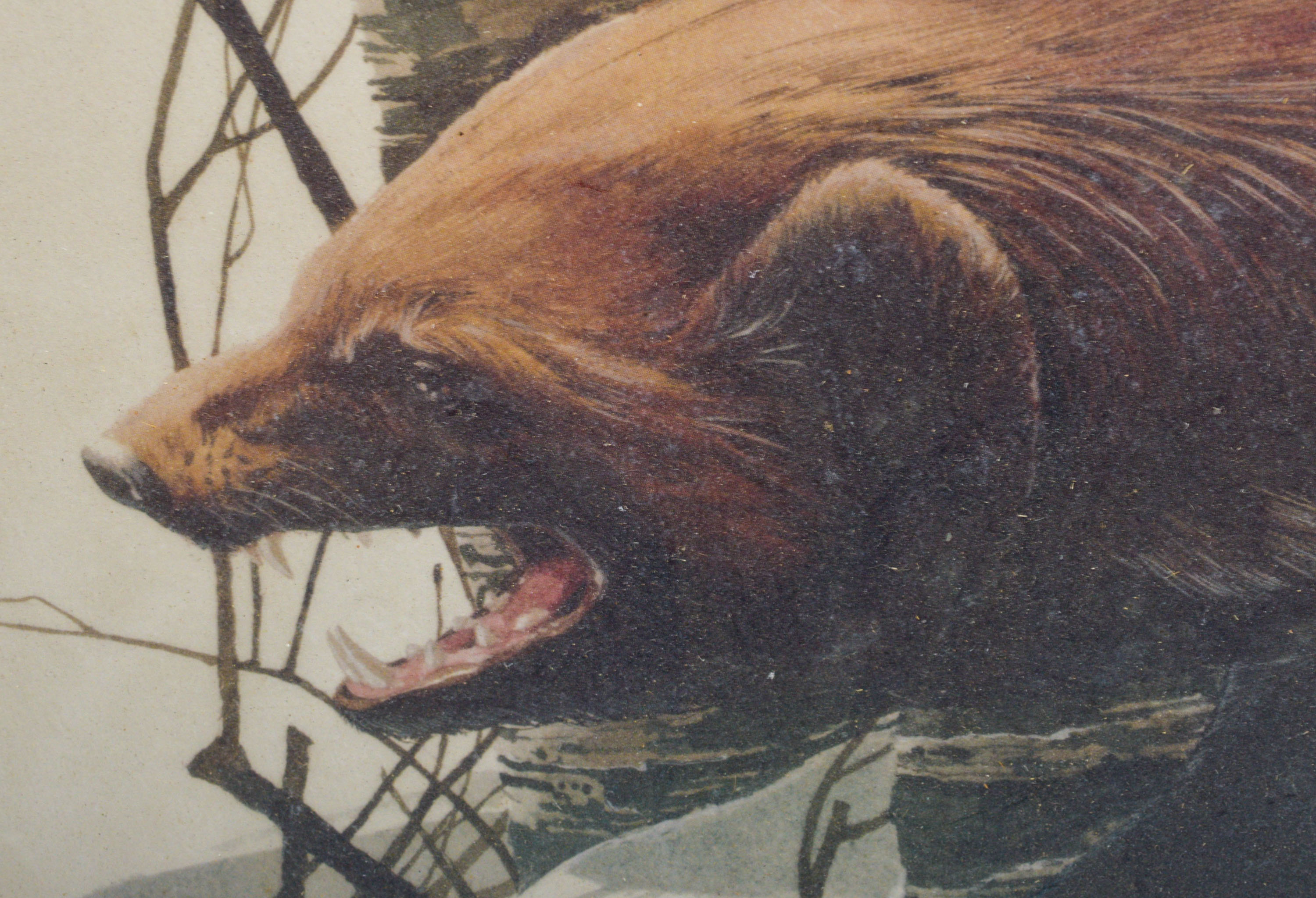 University of Michigan Print of Wolverine, Signed by Head Coach