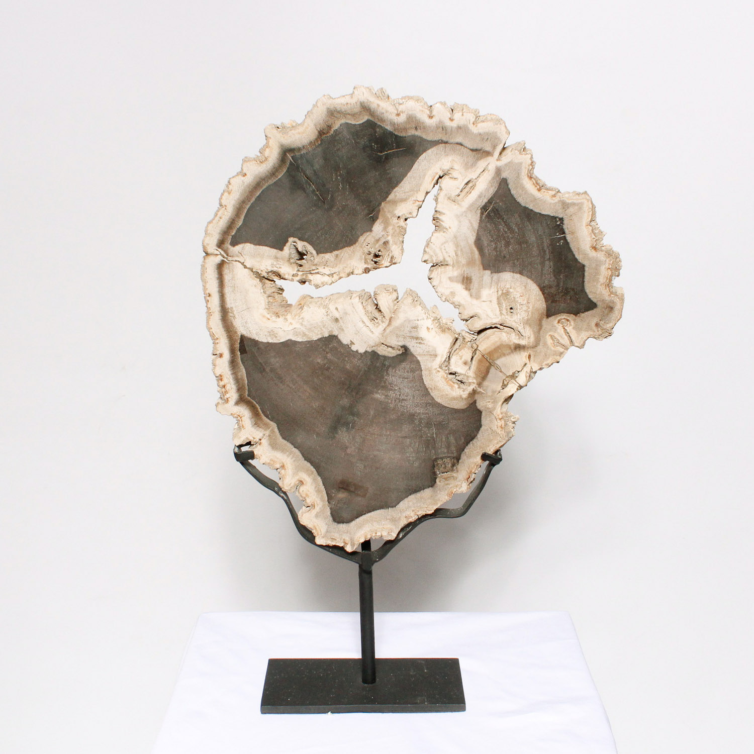 Petrified Wood Slab on Display Stand