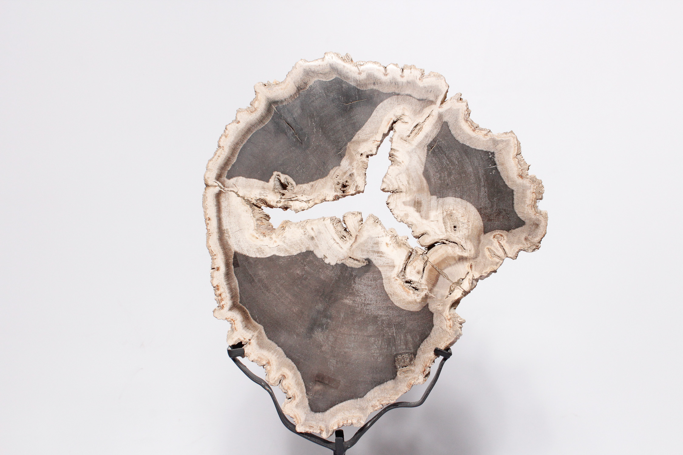 Petrified Wood Slab on Display Stand