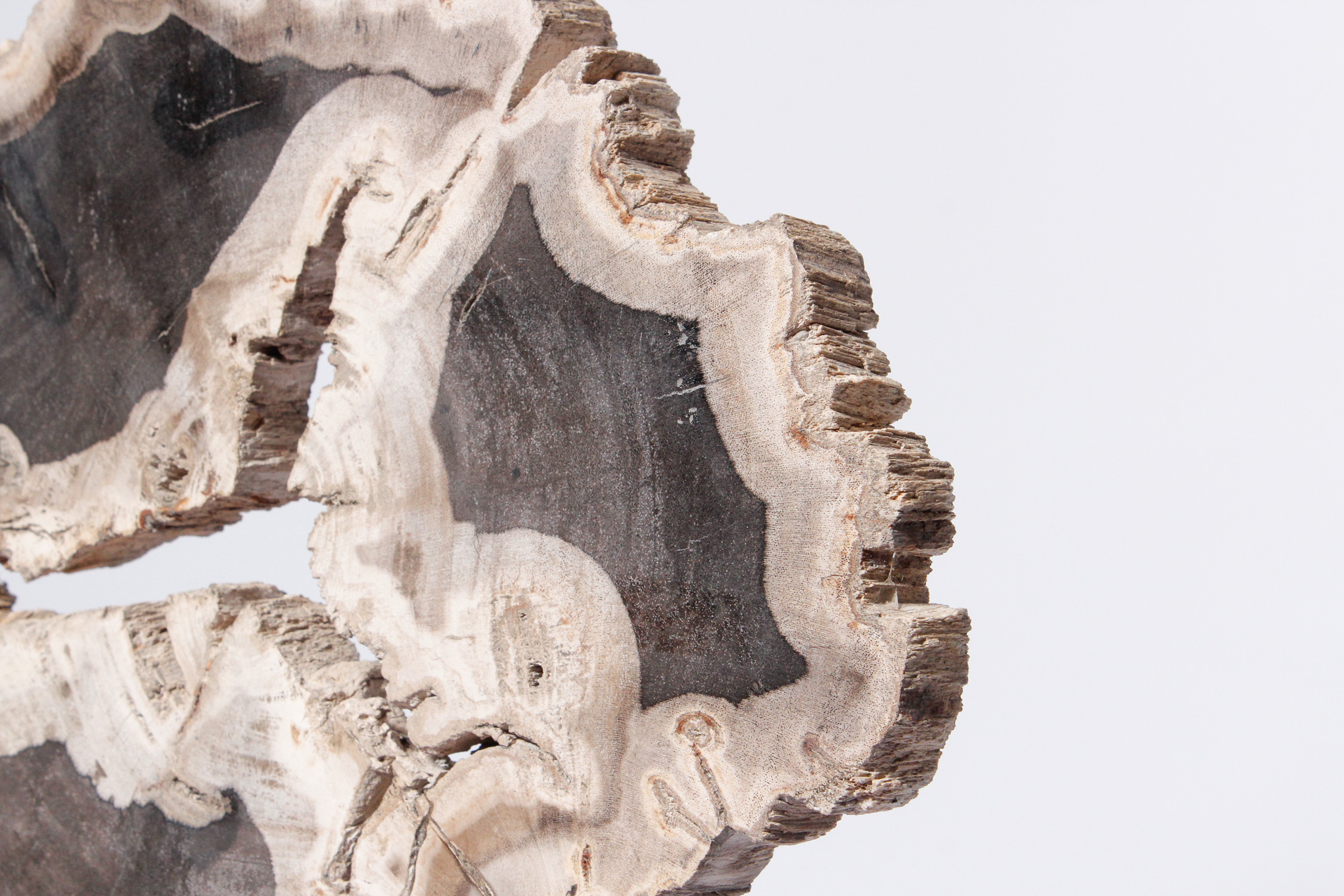 Petrified Wood Slab on Display Stand