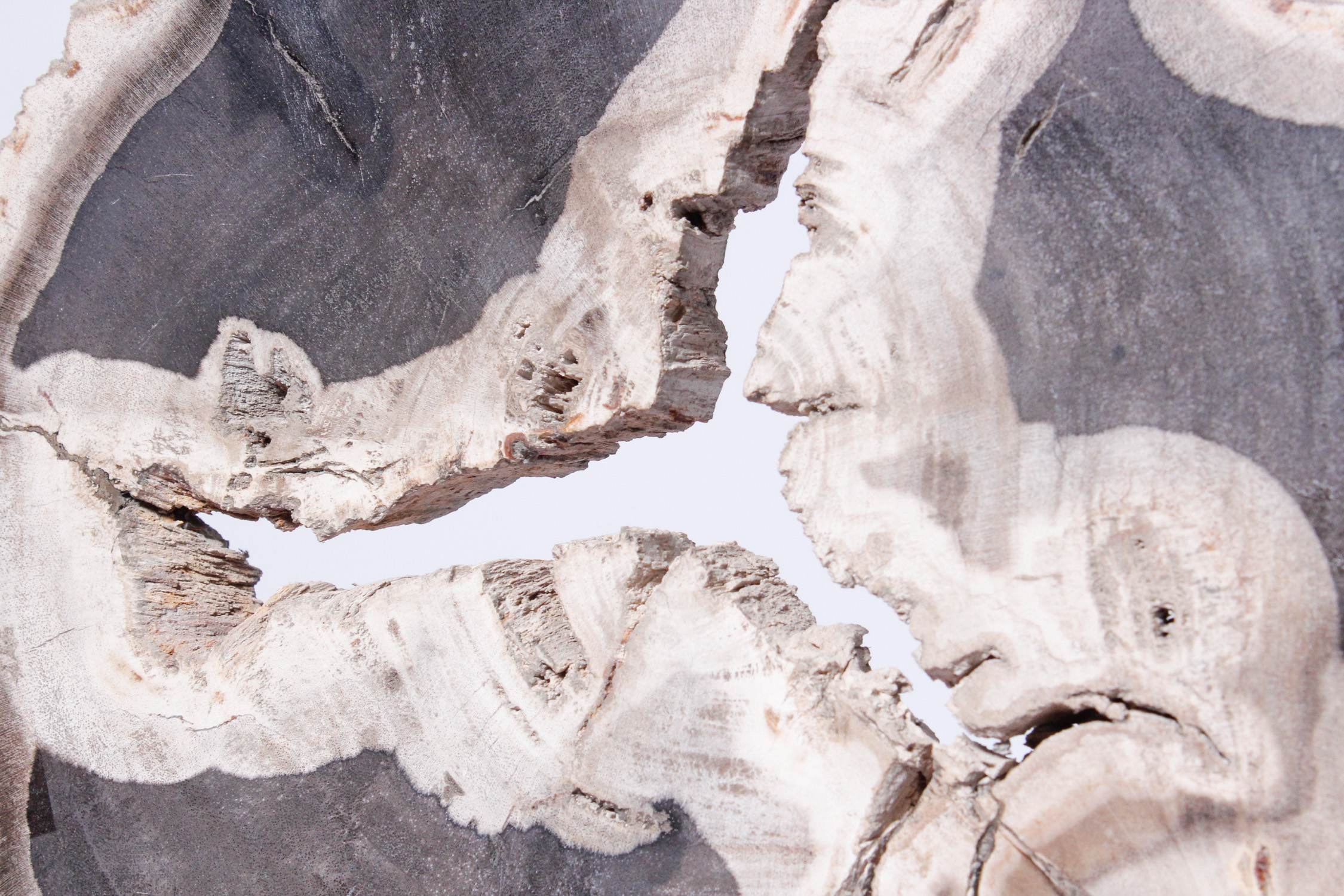 Petrified Wood Slab on Display Stand