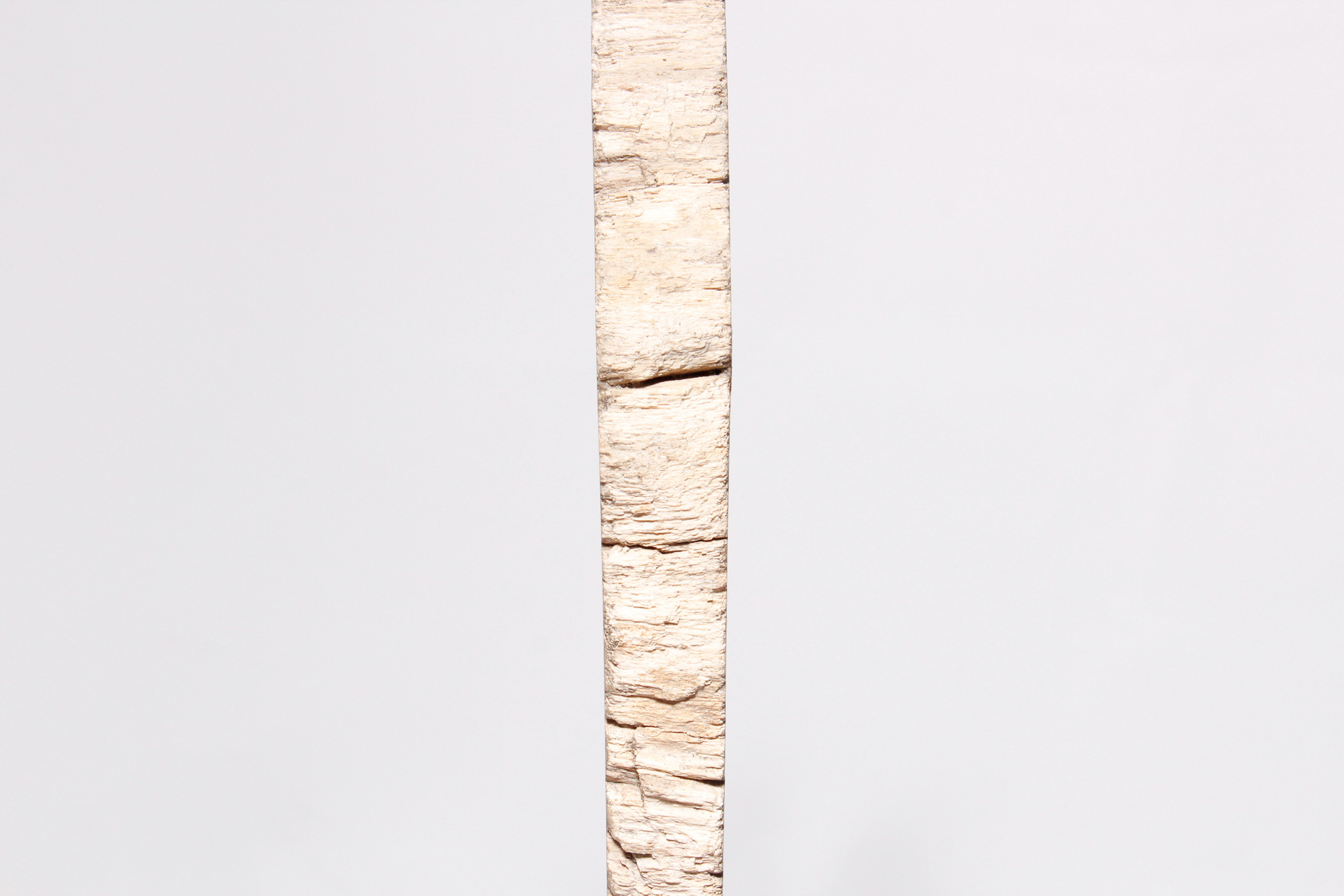 Petrified Wood Slab on Display Stand