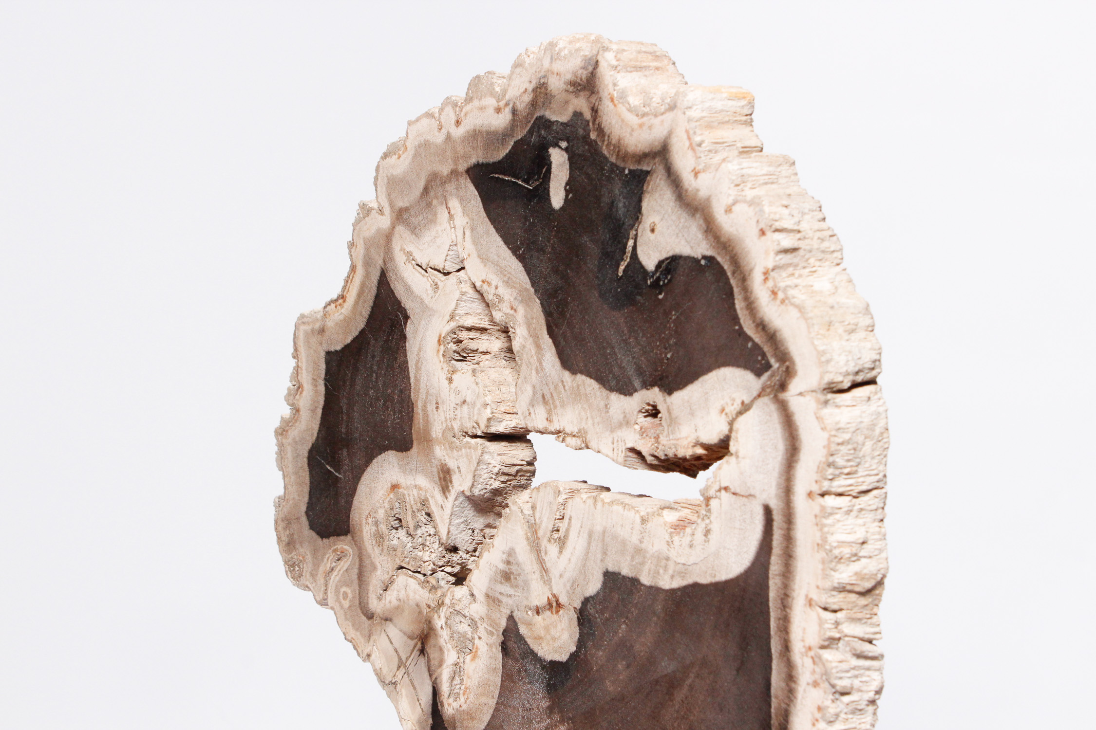 Petrified Wood Slab on Display Stand