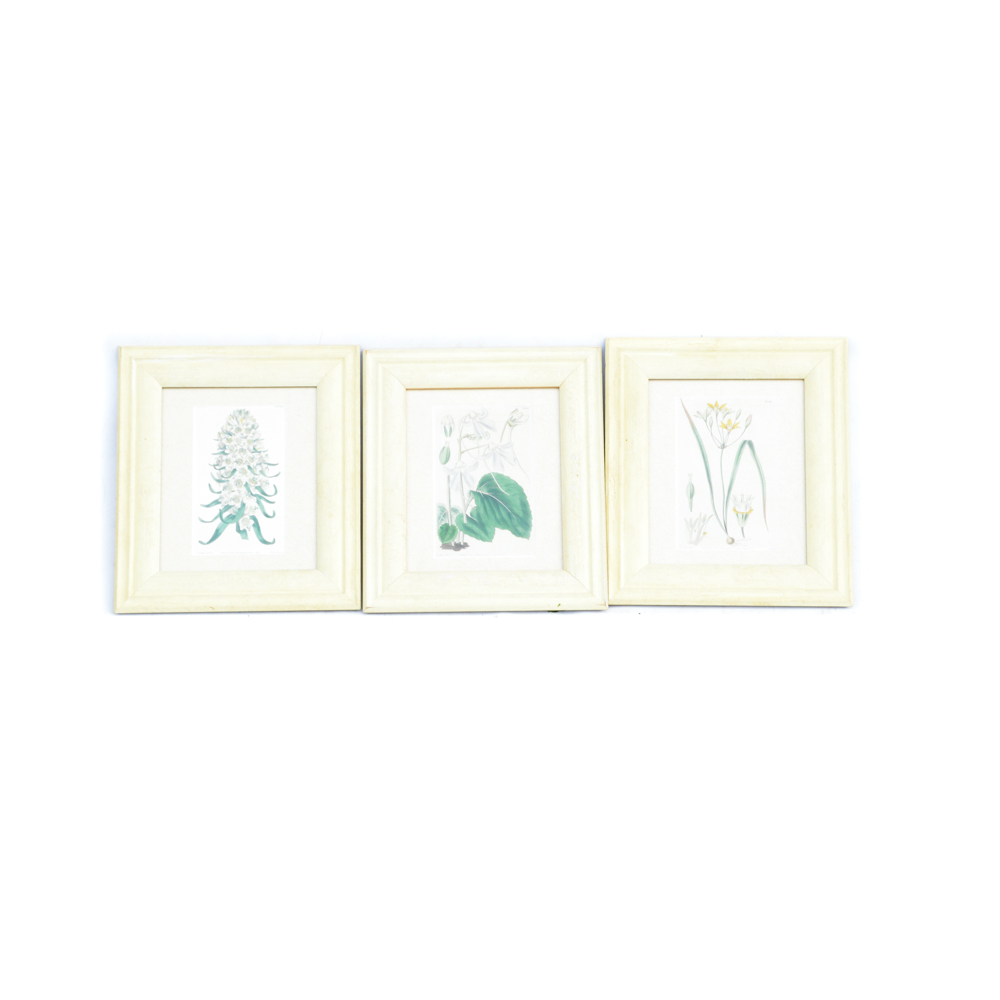 Three Framed Antique Hand-Tinted Botanical Prints