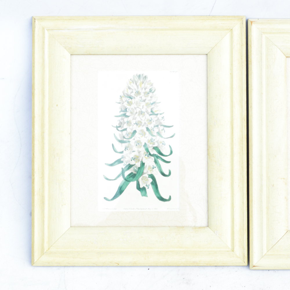 Three Framed Antique Hand-Tinted Botanical Prints