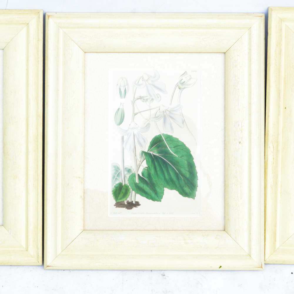 Three Framed Antique Hand-Tinted Botanical Prints