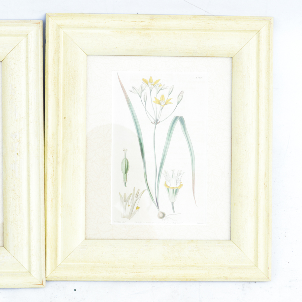 Three Framed Antique Hand-Tinted Botanical Prints