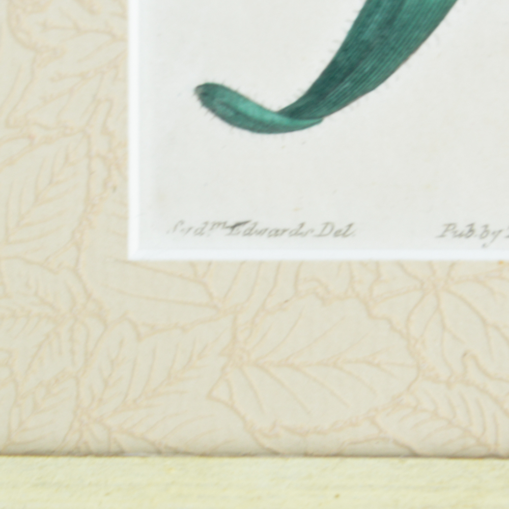 Three Framed Antique Hand-Tinted Botanical Prints