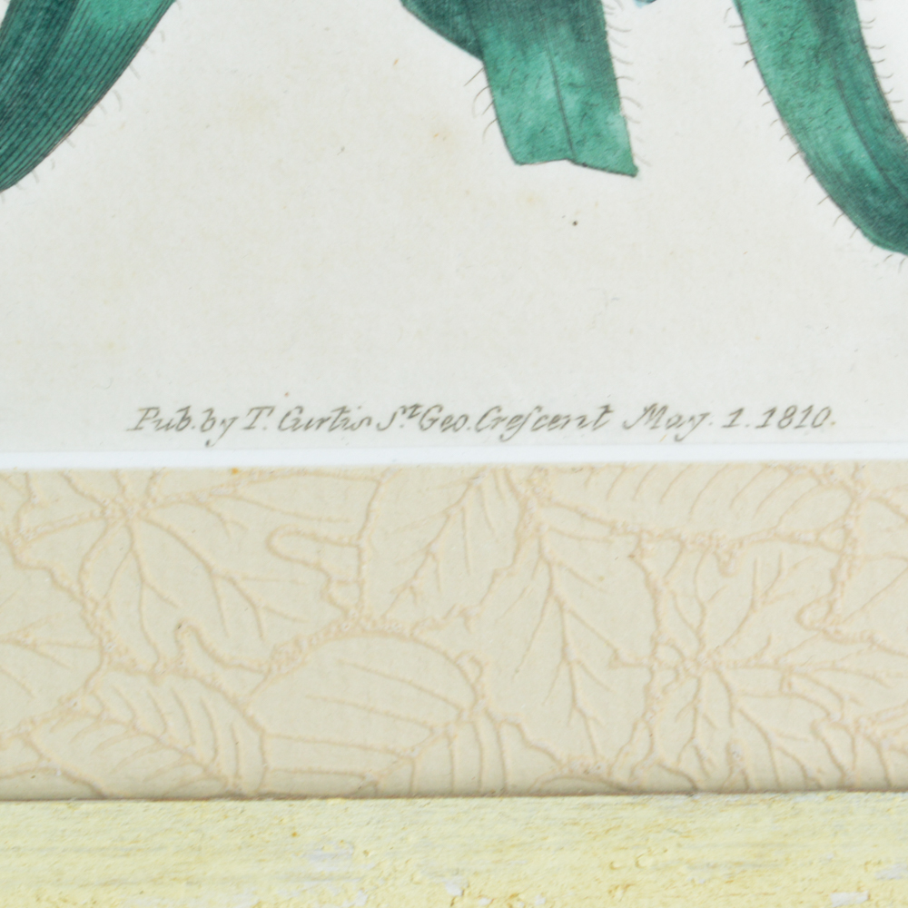 Three Framed Antique Hand-Tinted Botanical Prints