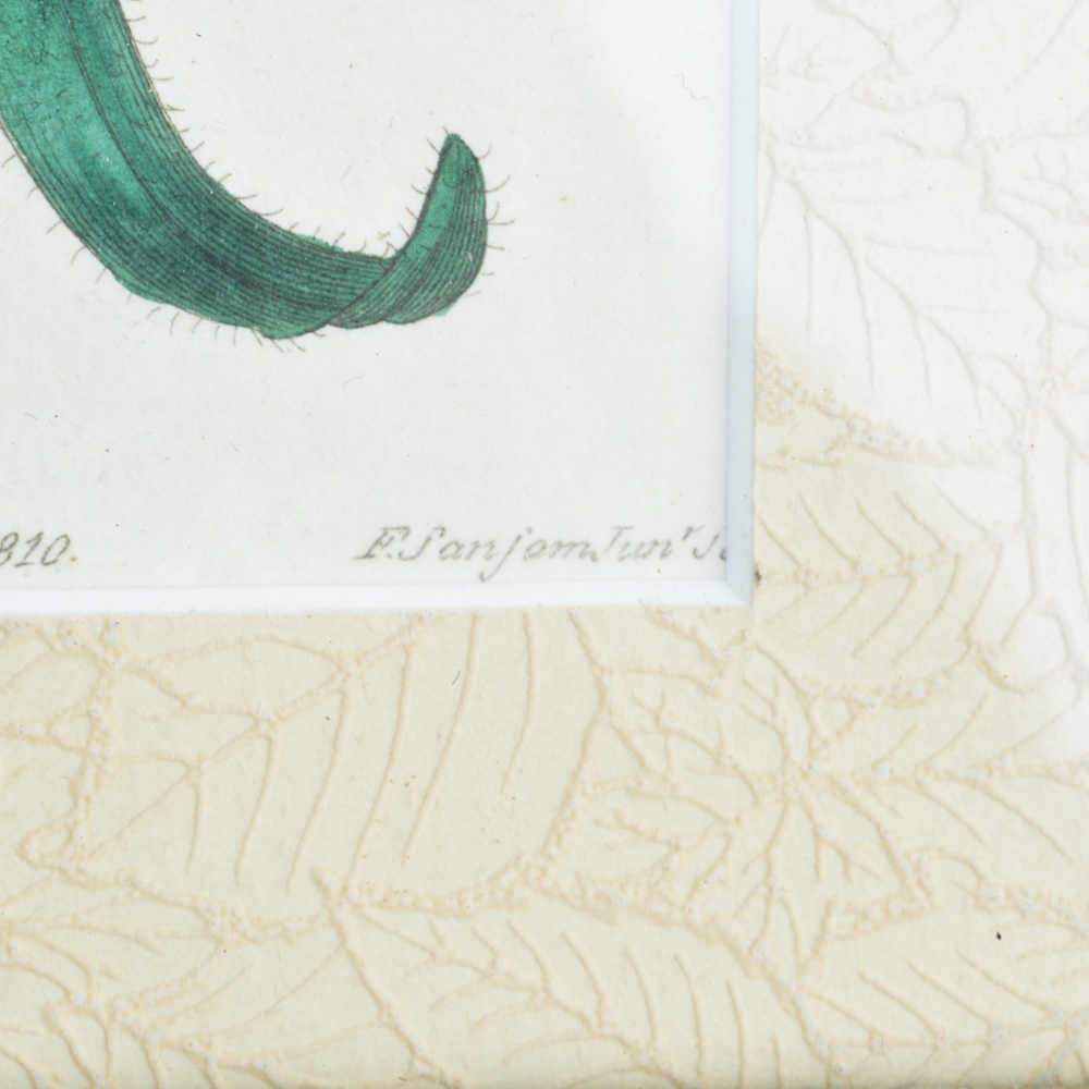 Three Framed Antique Hand-Tinted Botanical Prints