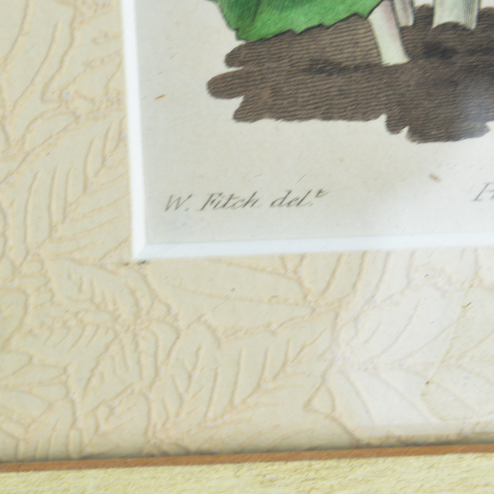 Three Framed Antique Hand-Tinted Botanical Prints