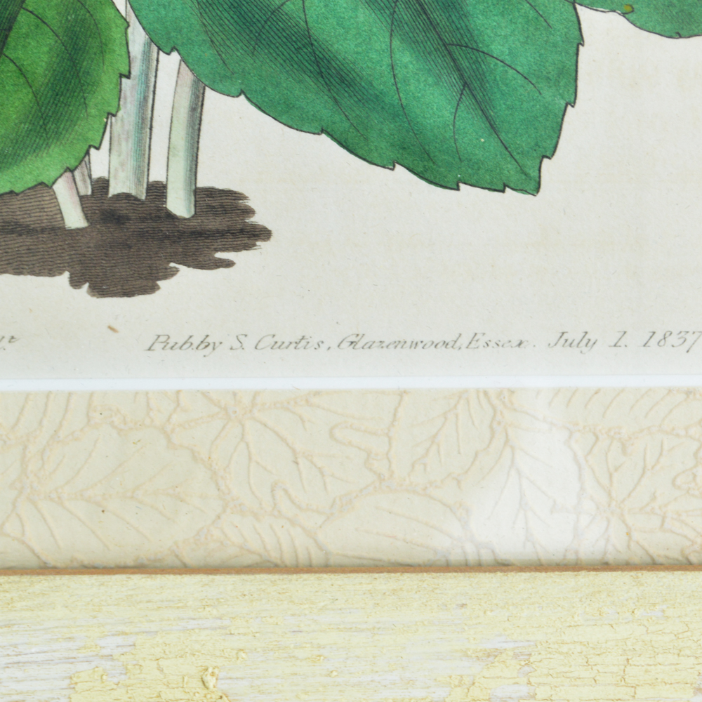 Three Framed Antique Hand-Tinted Botanical Prints