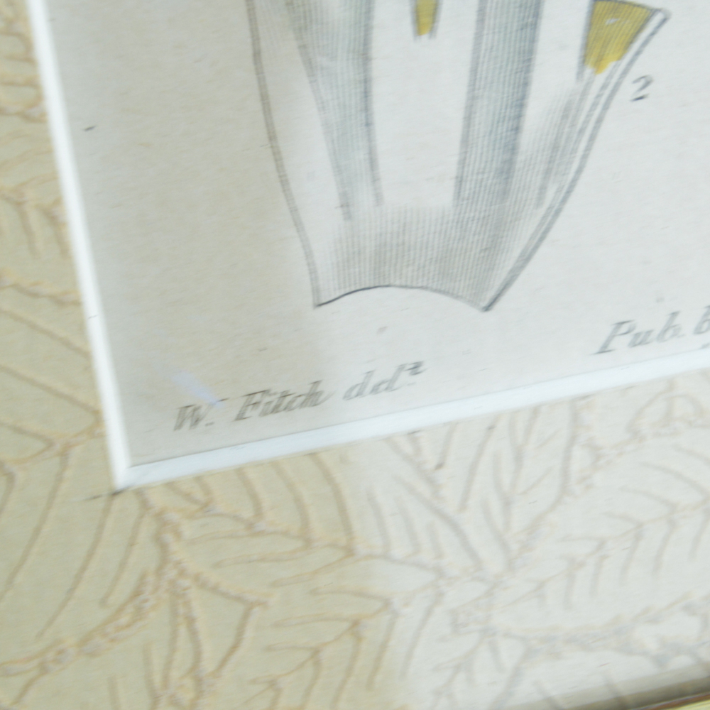 Three Framed Antique Hand-Tinted Botanical Prints