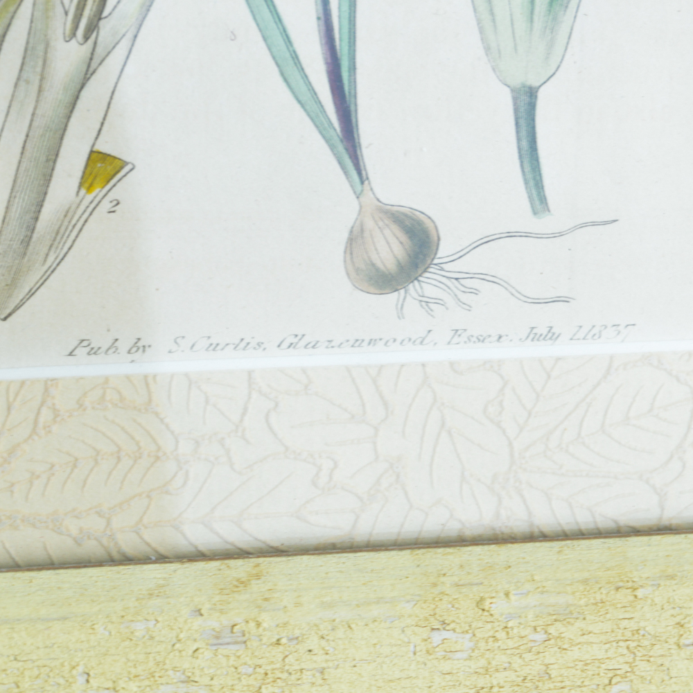 Three Framed Antique Hand-Tinted Botanical Prints