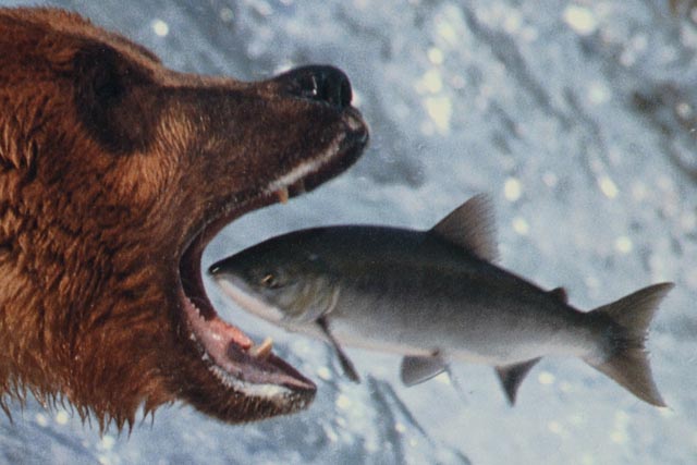 Thomas D. Mangelsen "Catch of the Day" Signed Poster