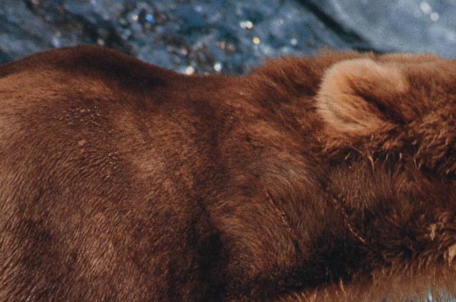 Thomas D. Mangelsen "Catch of the Day" Signed Poster