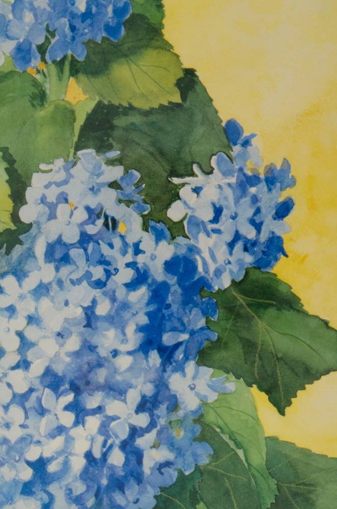Barbara Shipman Hydrangea Still Life Offset Lithographs