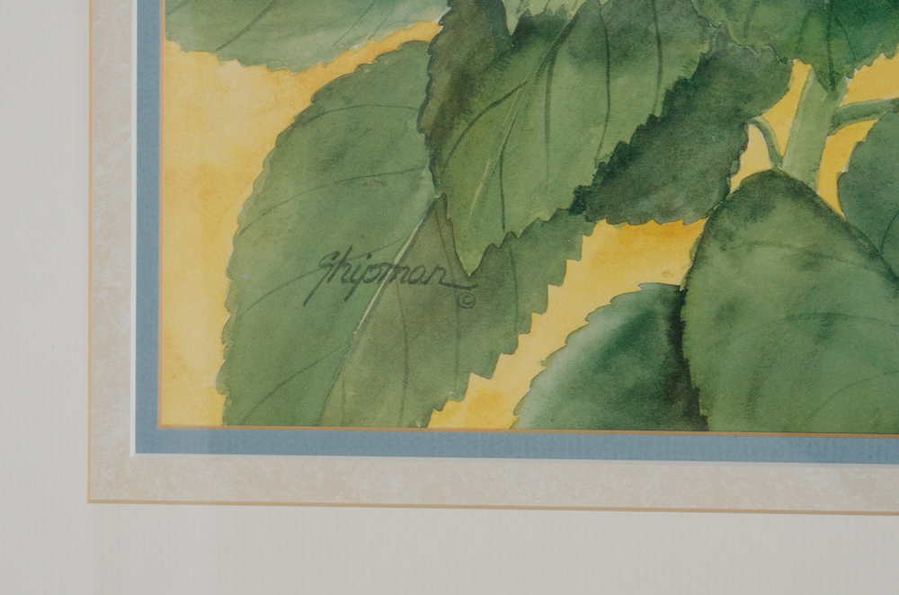 Barbara Shipman Hydrangea Still Life Offset Lithographs