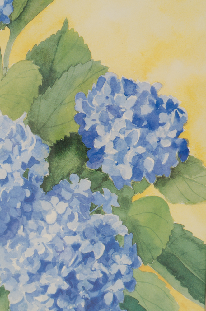 Barbara Shipman Hydrangea Still Life Offset Lithographs