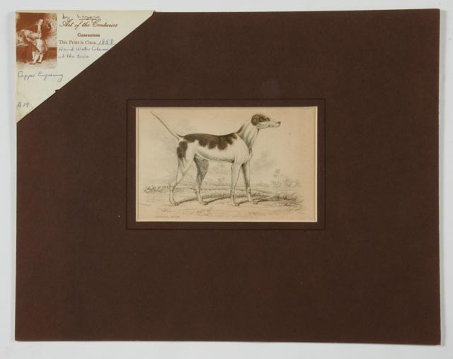 Four Dog Engravings from "The Naturalist's Library"