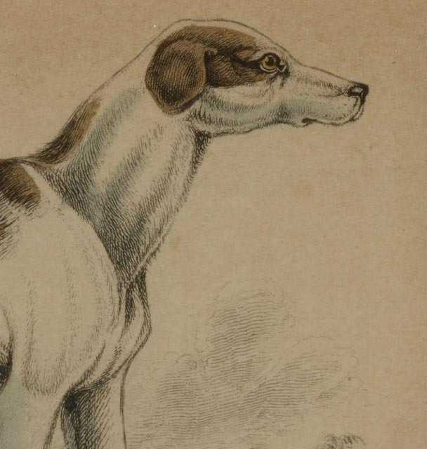 Four Dog Engravings from "The Naturalist's Library"