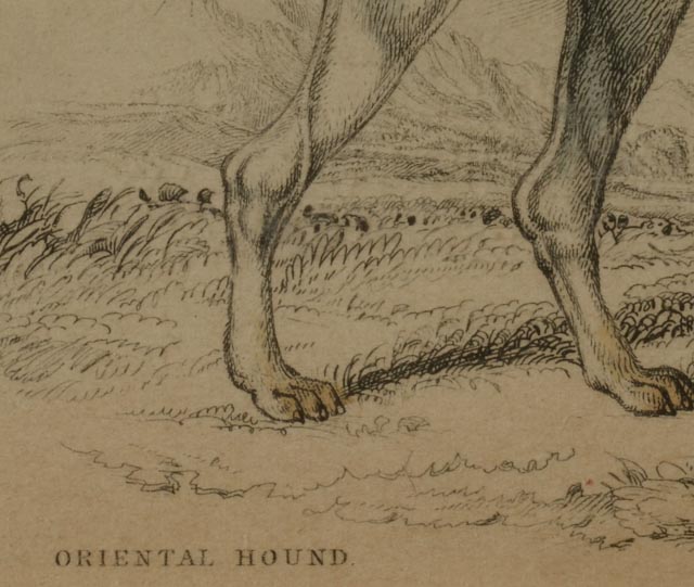 Four Dog Engravings from "The Naturalist's Library"