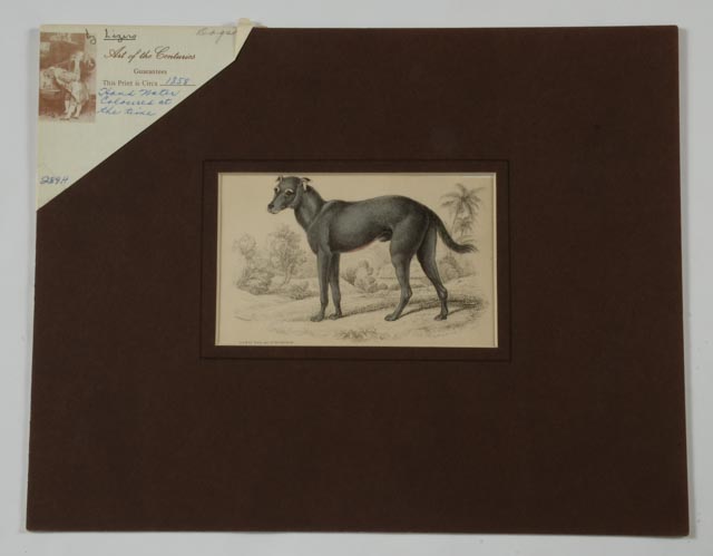 Four Dog Engravings from "The Naturalist's Library"