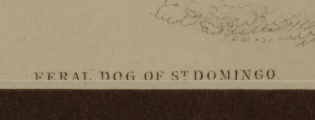 Four Dog Engravings from "The Naturalist's Library"