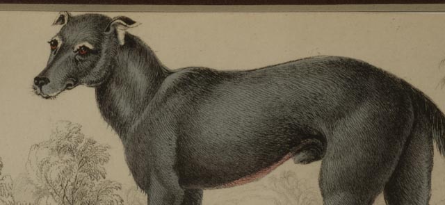 Four Dog Engravings from "The Naturalist's Library"