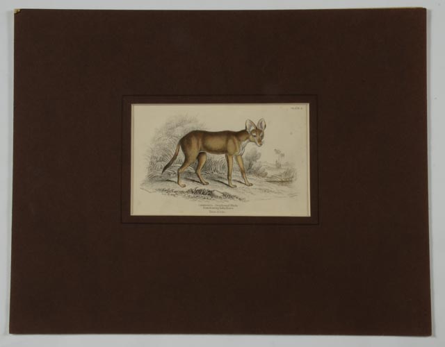 Four Dog Engravings from "The Naturalist's Library"