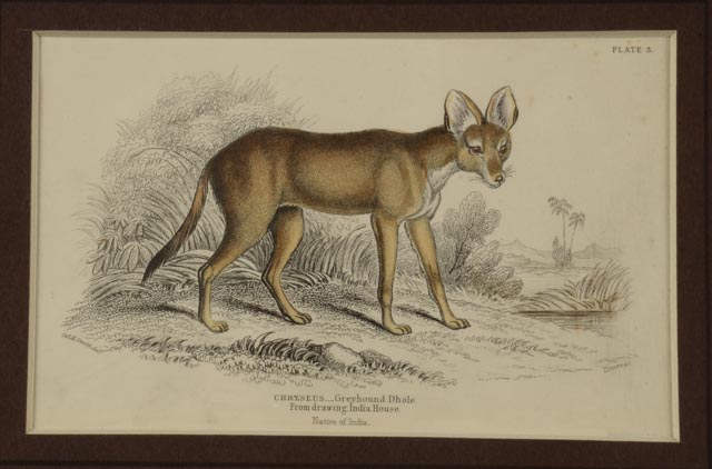 Four Dog Engravings from "The Naturalist's Library"