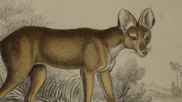 Four Dog Engravings from "The Naturalist's Library"