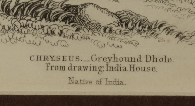 Four Dog Engravings from "The Naturalist's Library"