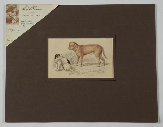 Four Dog Engravings from "The Naturalist's Library"