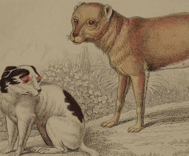 Four Dog Engravings from "The Naturalist's Library"