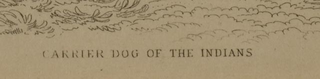 Four Dog Engravings from "The Naturalist's Library"