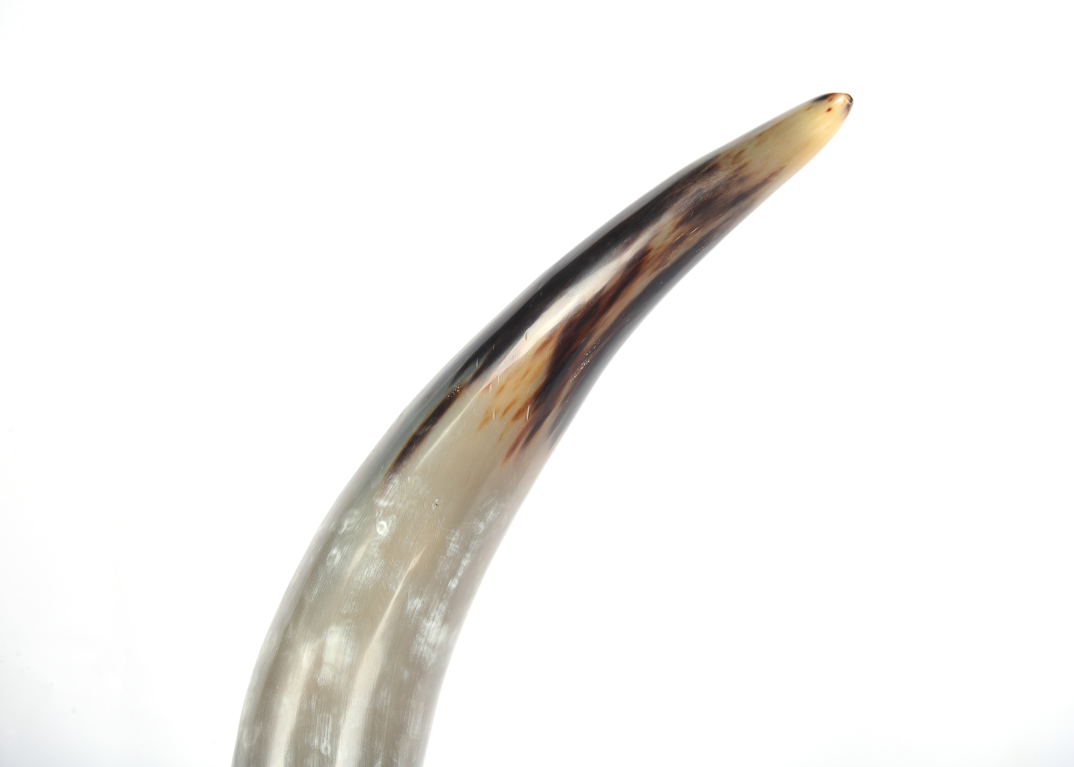 Pair Large Horn Table Ornaments