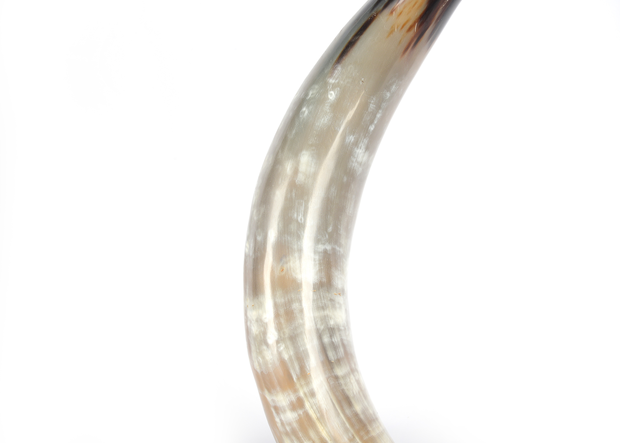 Pair Large Horn Table Ornaments