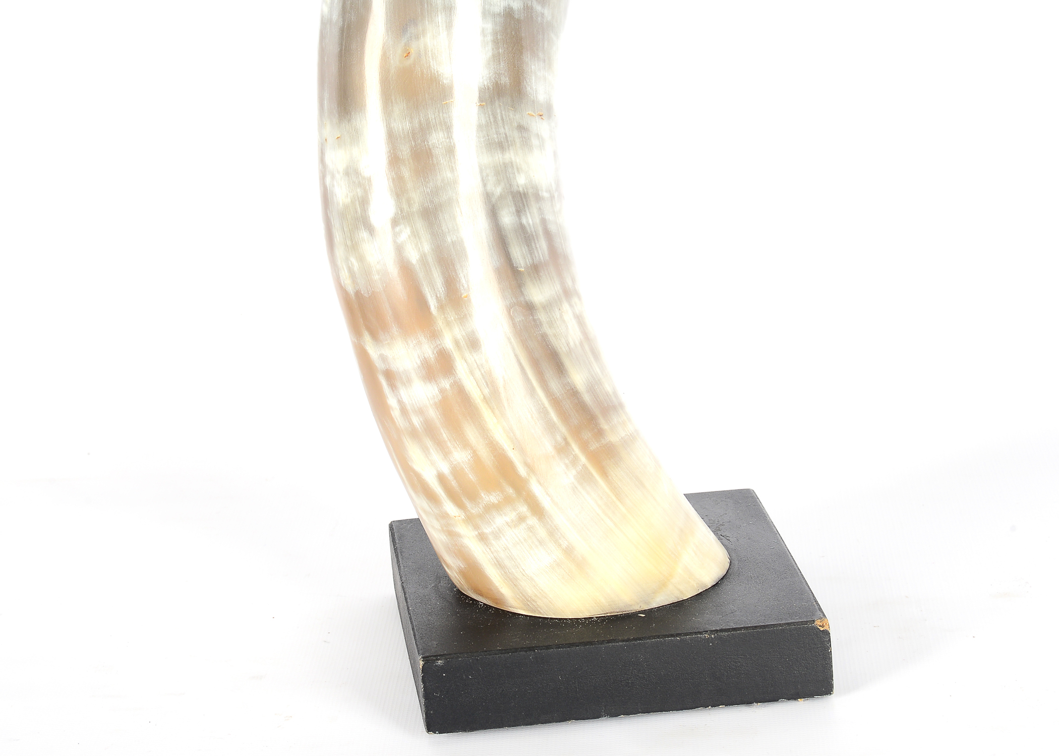 Pair Large Horn Table Ornaments