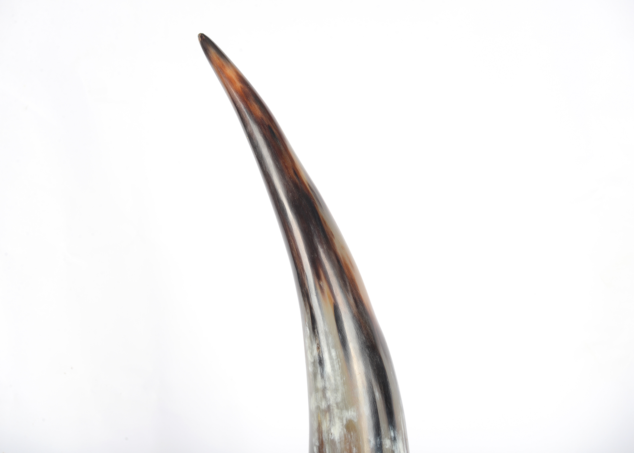 Pair Large Horn Table Ornaments