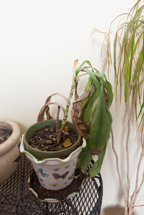 Generous Outdoor Planter Lot