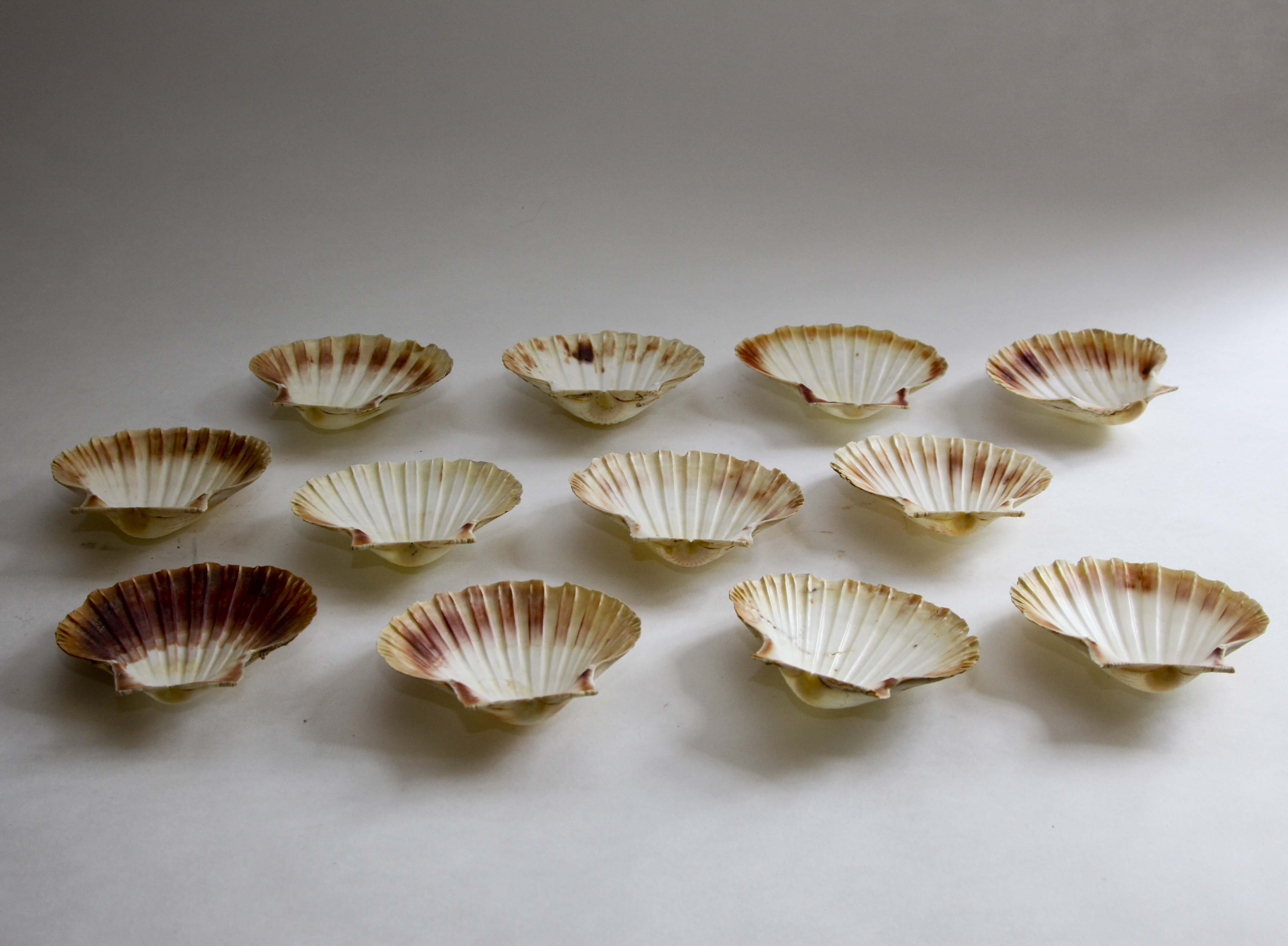 Vintage Natural Seashell Snack Appetizer Plates