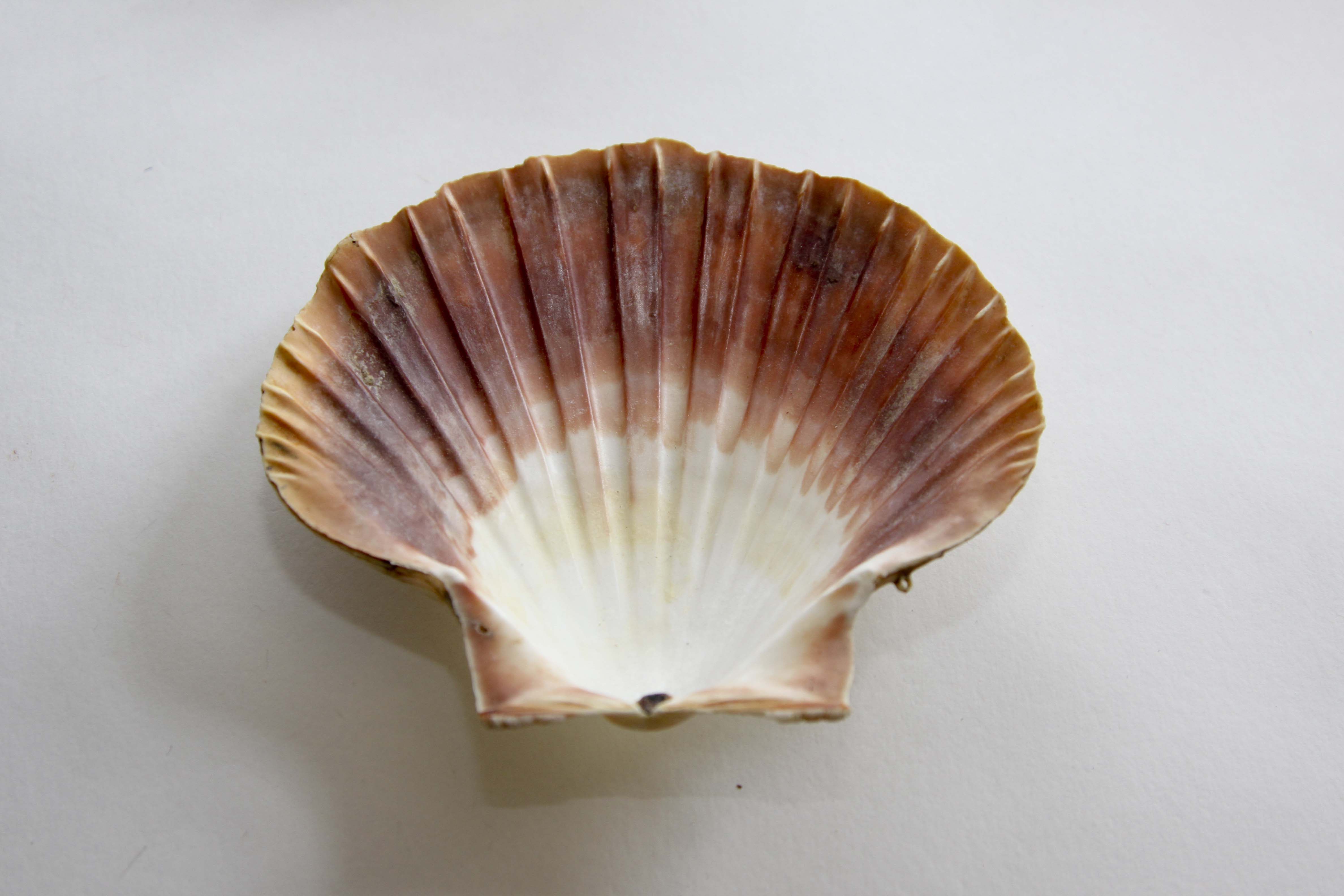 Vintage Natural Seashell Snack Appetizer Plates
